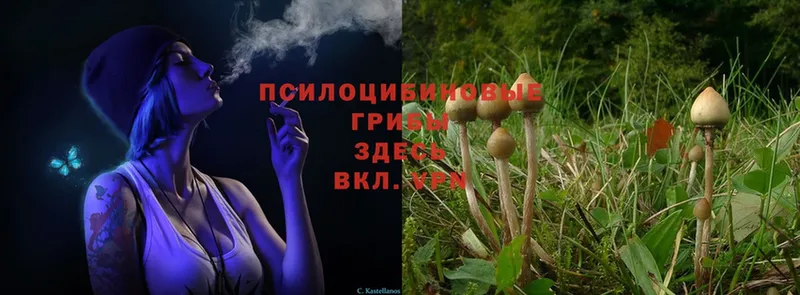 Галлюциногенные грибы Psilocybine cubensis  mega вход  Александровск  где купить наркоту 